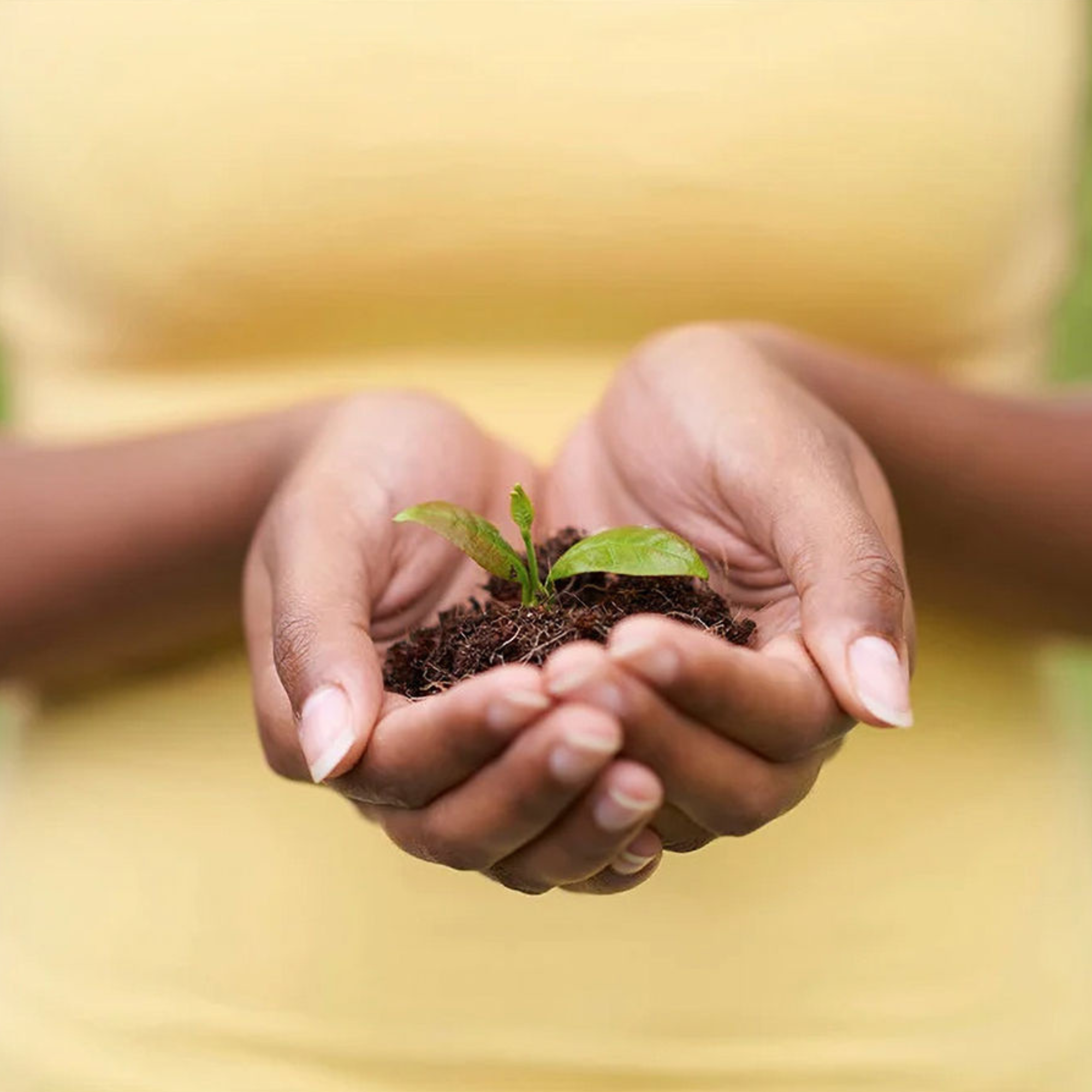 hands-holding-soil-and-sprout
