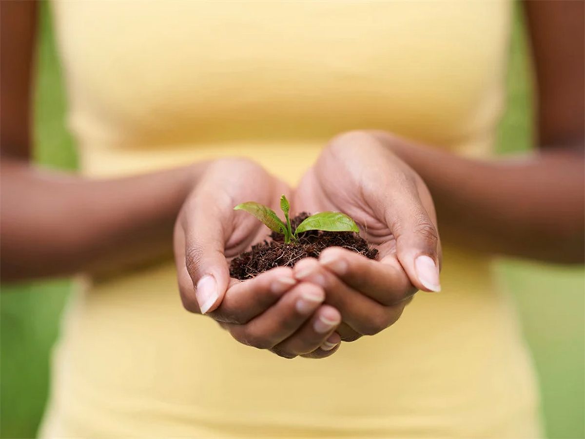A woman in a yellow shirt uses her hands to cup soil and a small sprout in front of her.